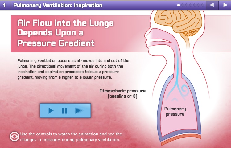 Pulmonary Visualization